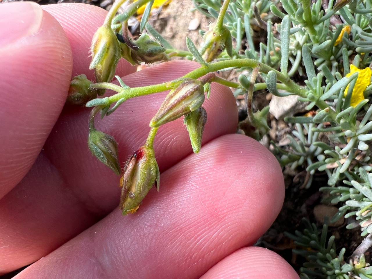 Fumana trisperma