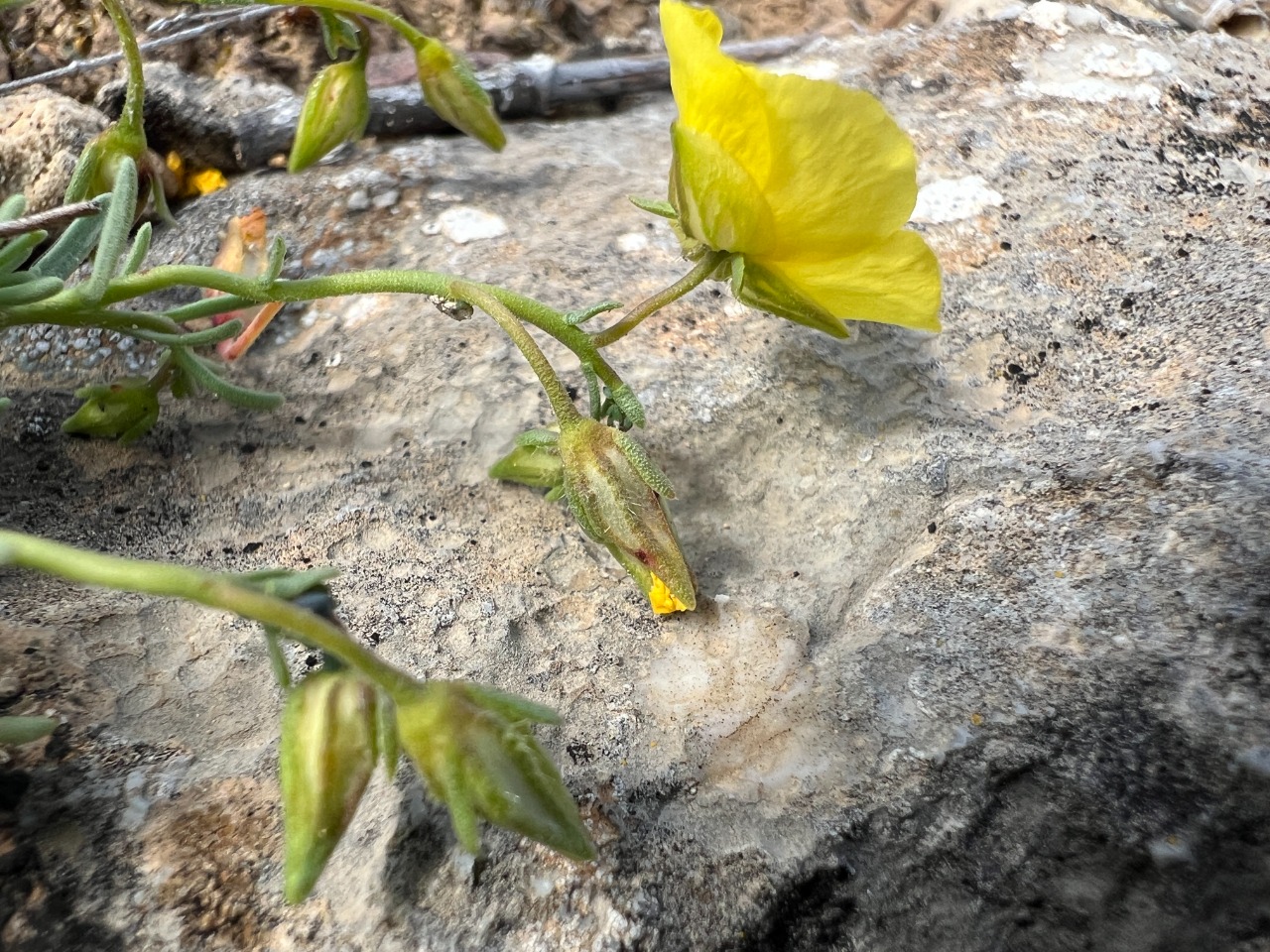 Fumana trisperma