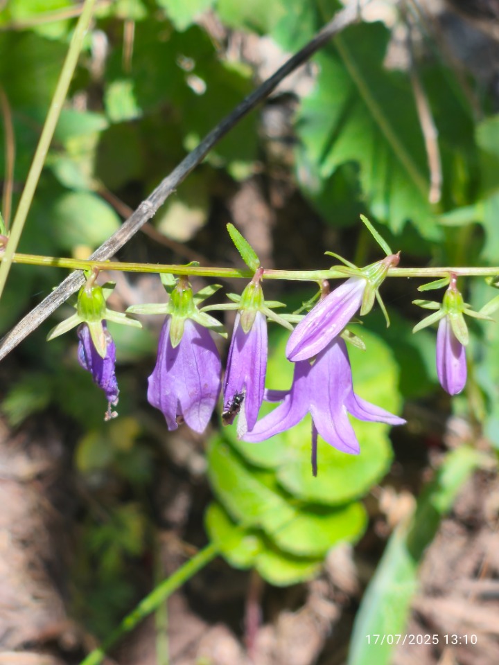 Campanula rapunculoides subsp. cordifolia