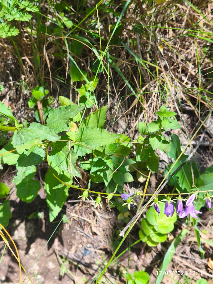 Campanula rapunculoides subsp. cordifolia