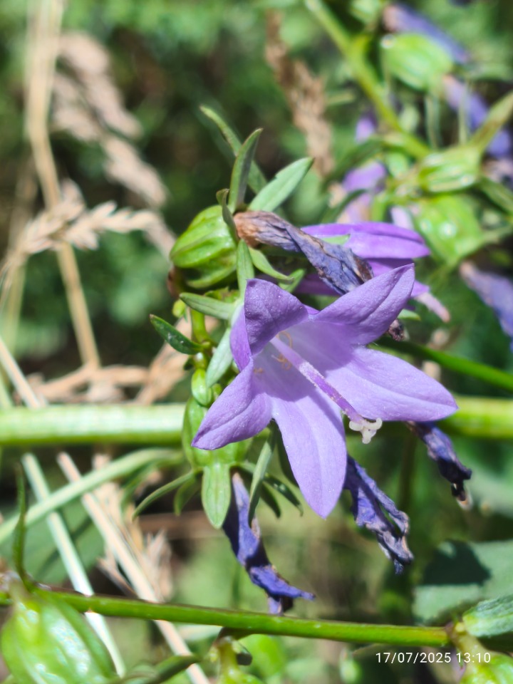 Campanula rapunculoides subsp. cordifolia