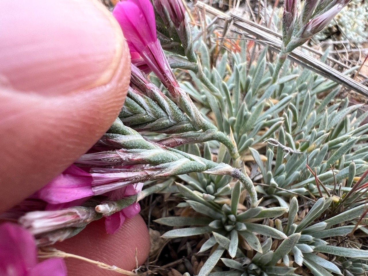 Acantholimon strigillosum