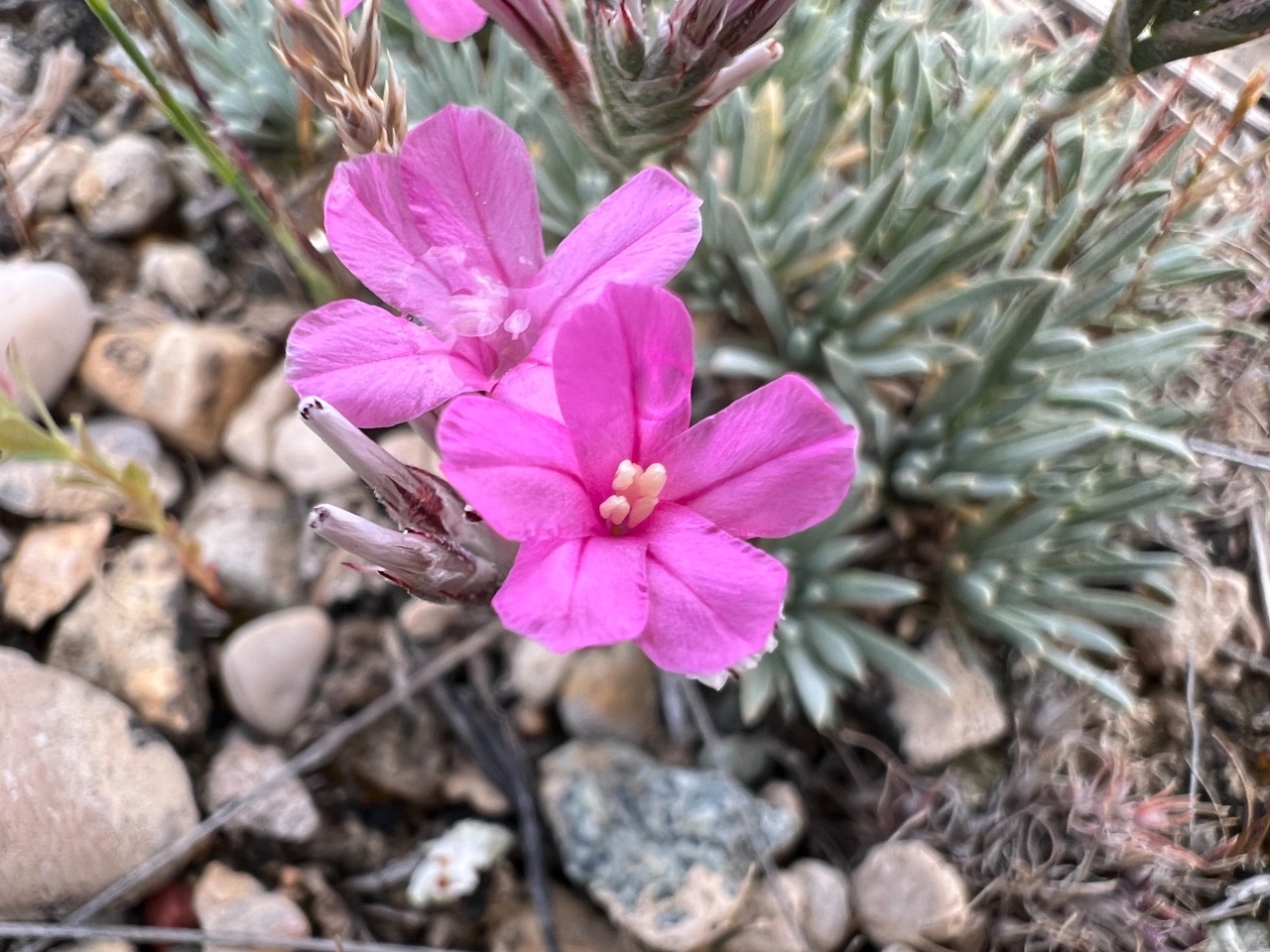 Acantholimon strigillosum