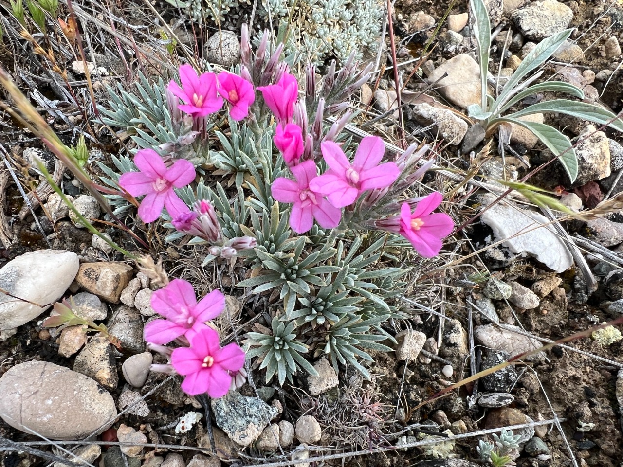 Acantholimon strigillosum