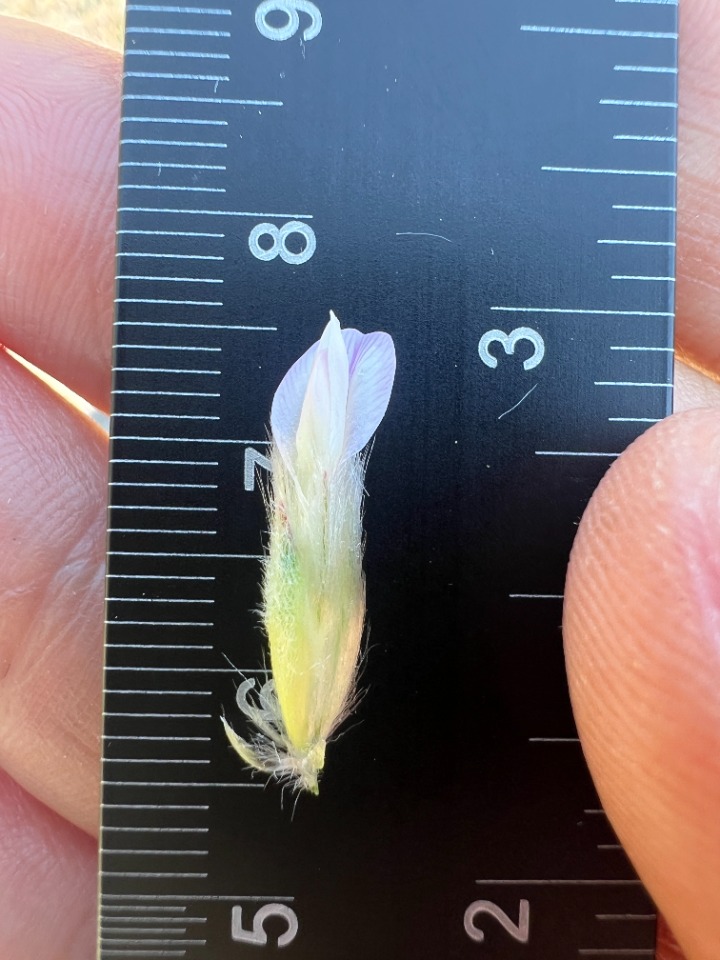 Astragalus cymbibracteatus