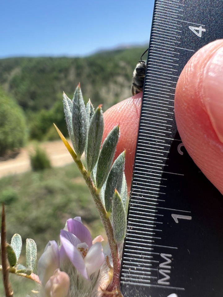 Astragalus cymbibracteatus
