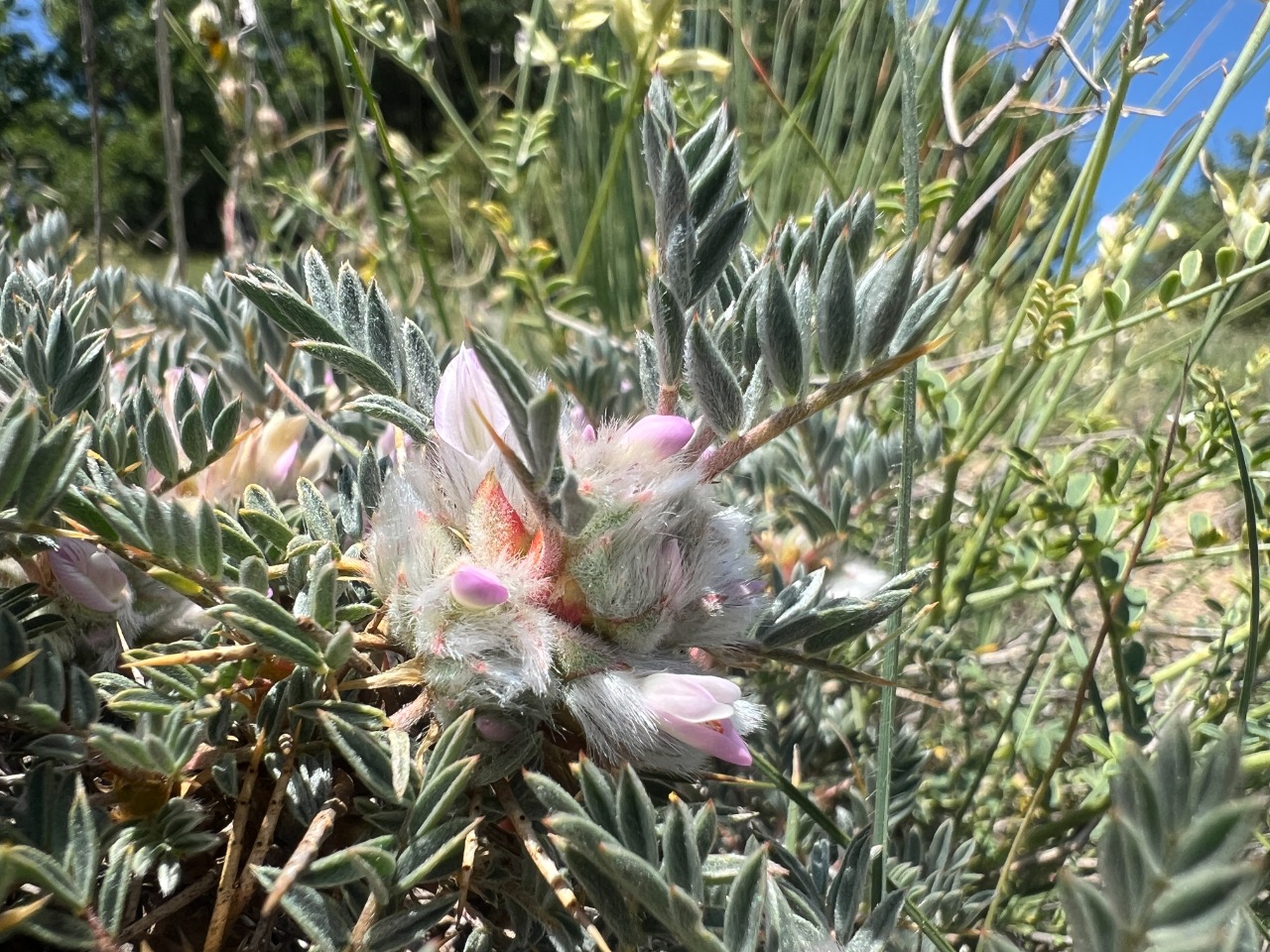 Astragalus cymbibracteatus