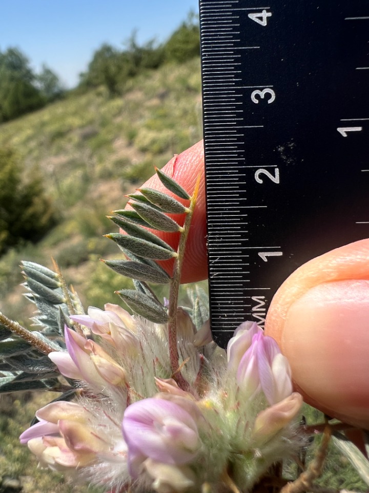 Astragalus cymbibracteatus