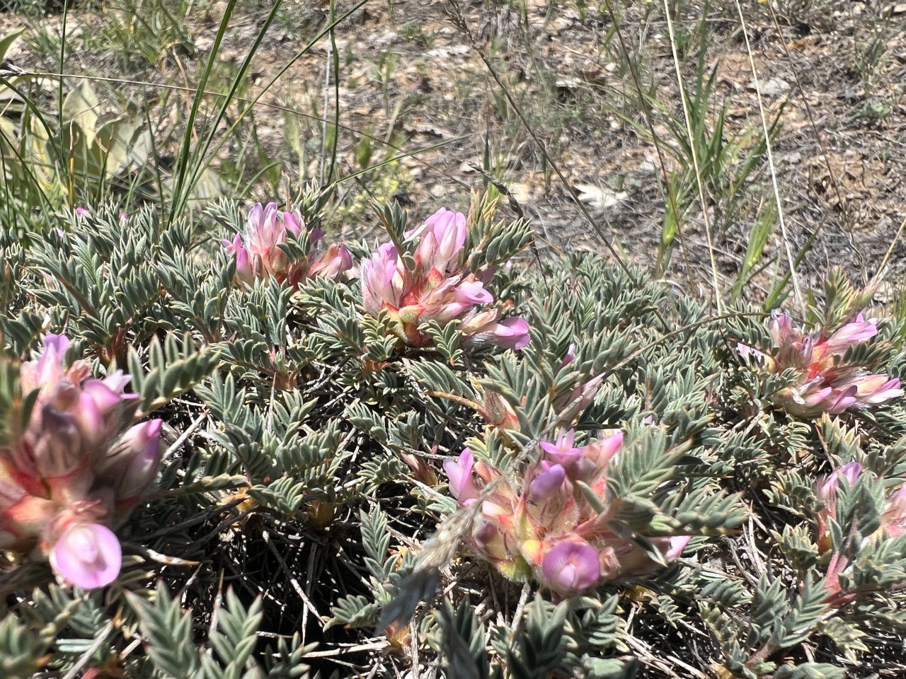 Astragalus cymbibracteatus