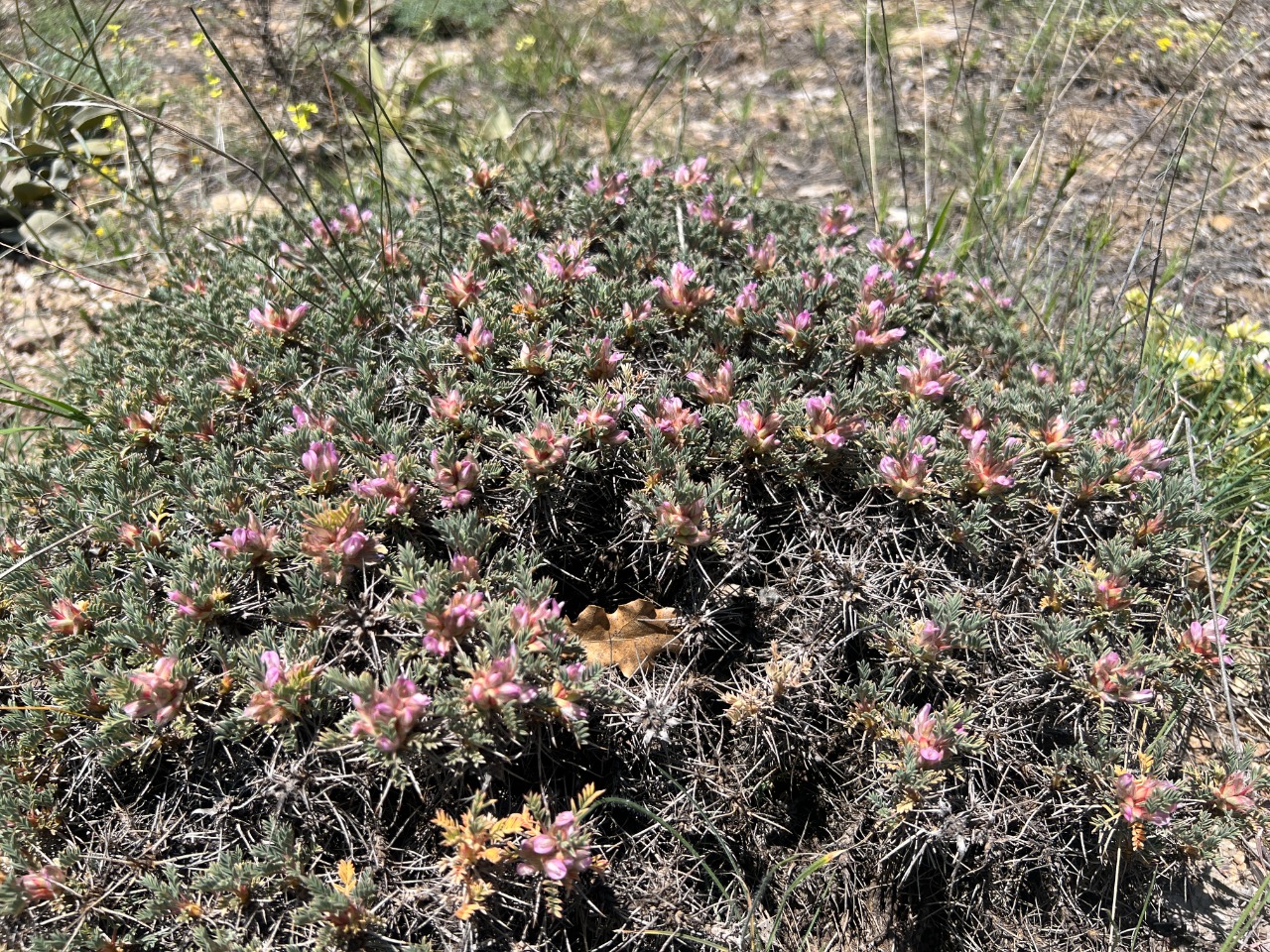 Astragalus cymbibracteatus