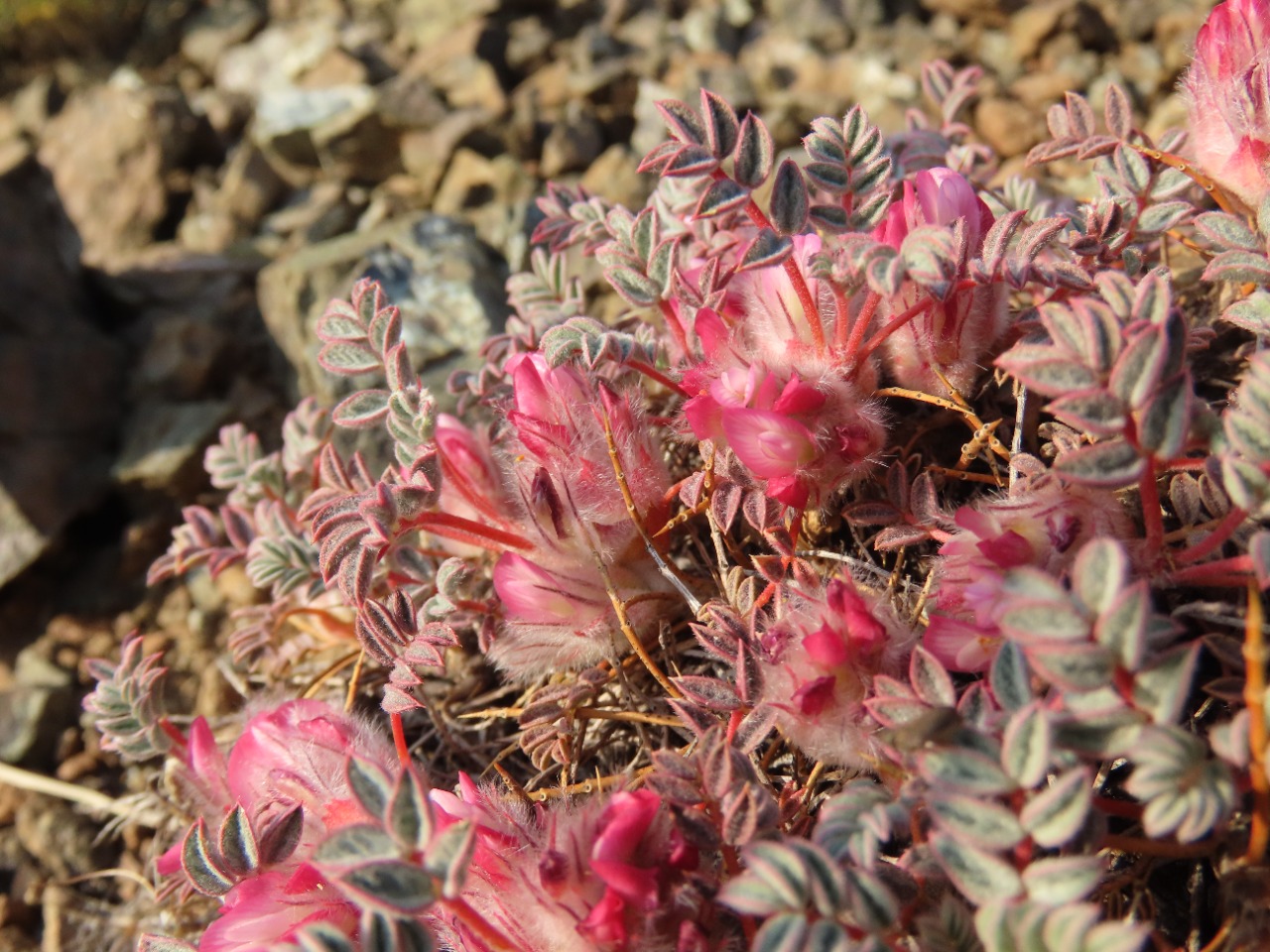 Astragalus pennatulus