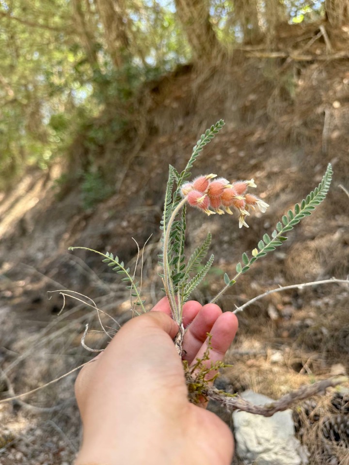 Astragalus zederbaueri