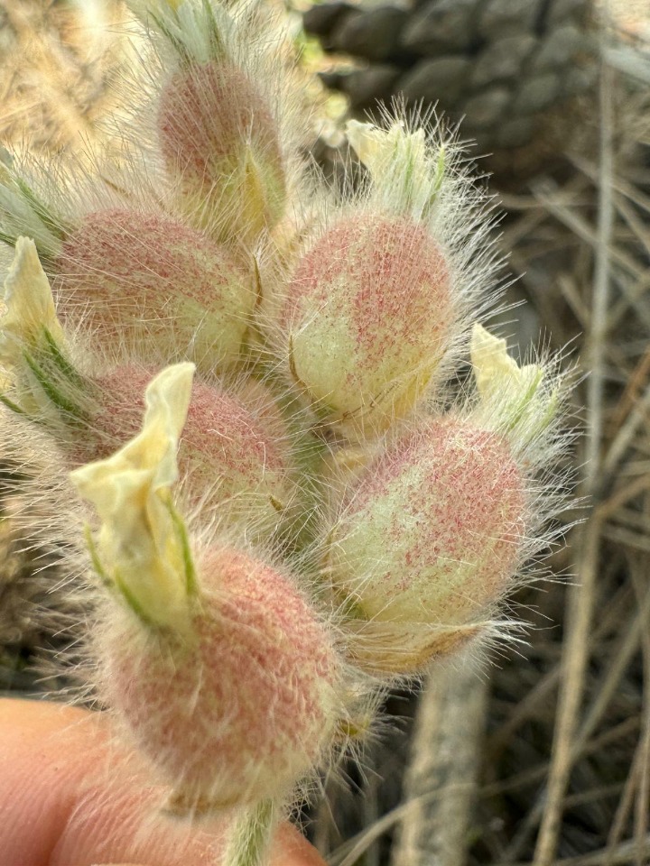 Astragalus zederbaueri