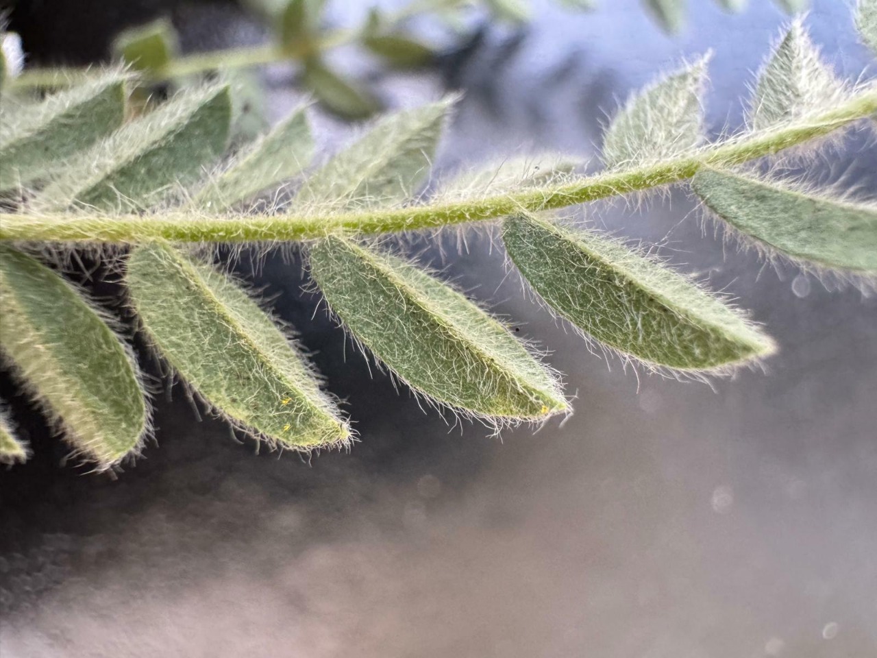 Astragalus zederbaueri