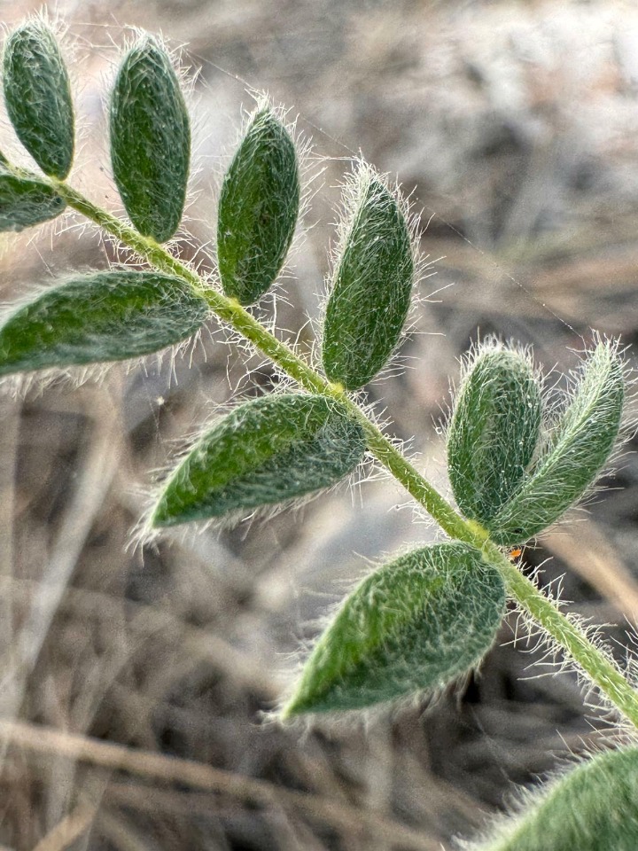 Astragalus zederbaueri