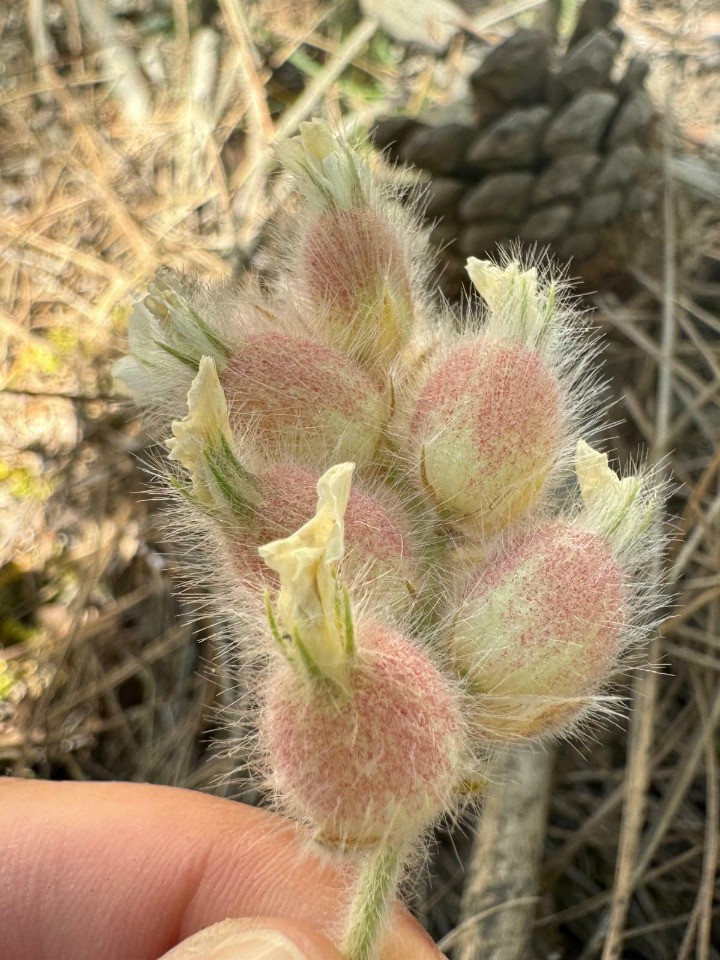 Astragalus zederbaueri