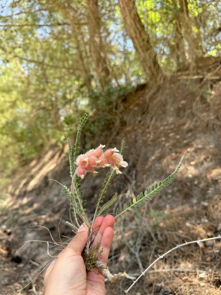 Astragalus zederbaueri