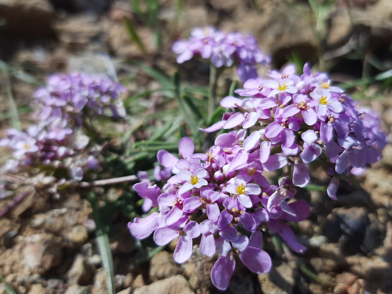 Iberis carica