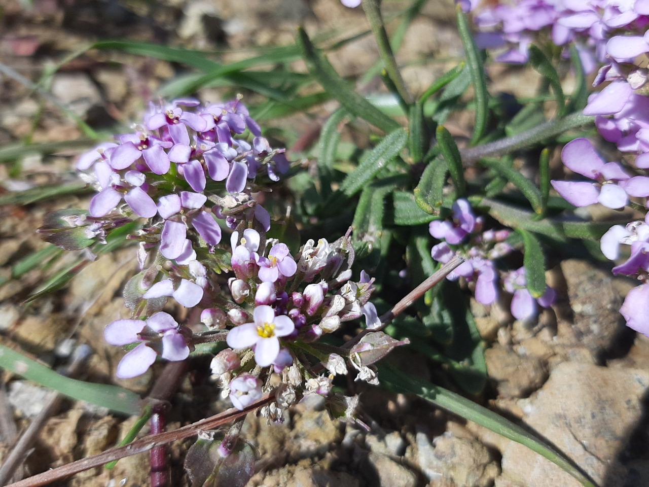 Iberis carica