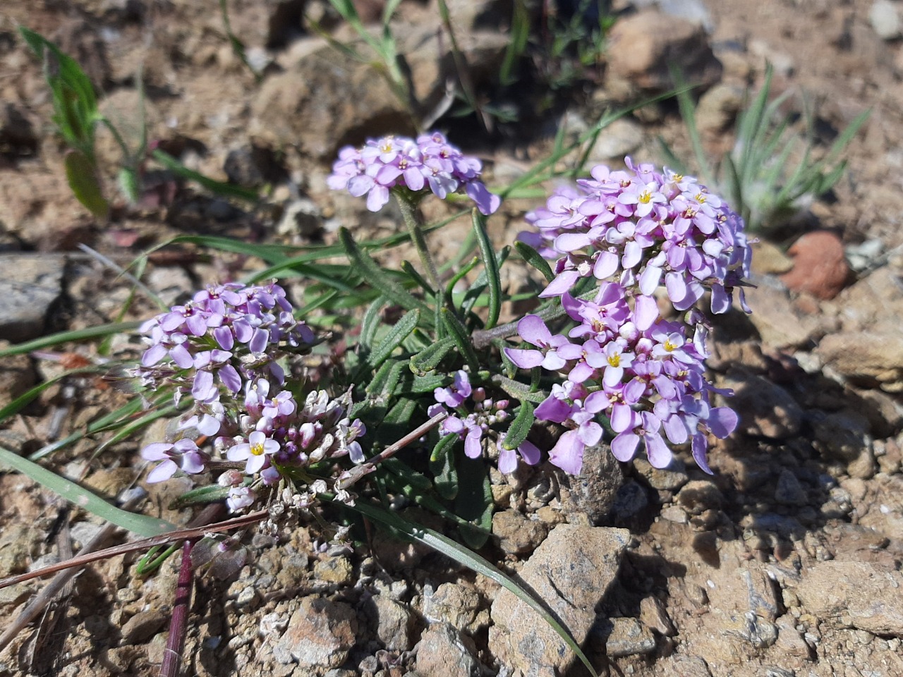 Iberis carica