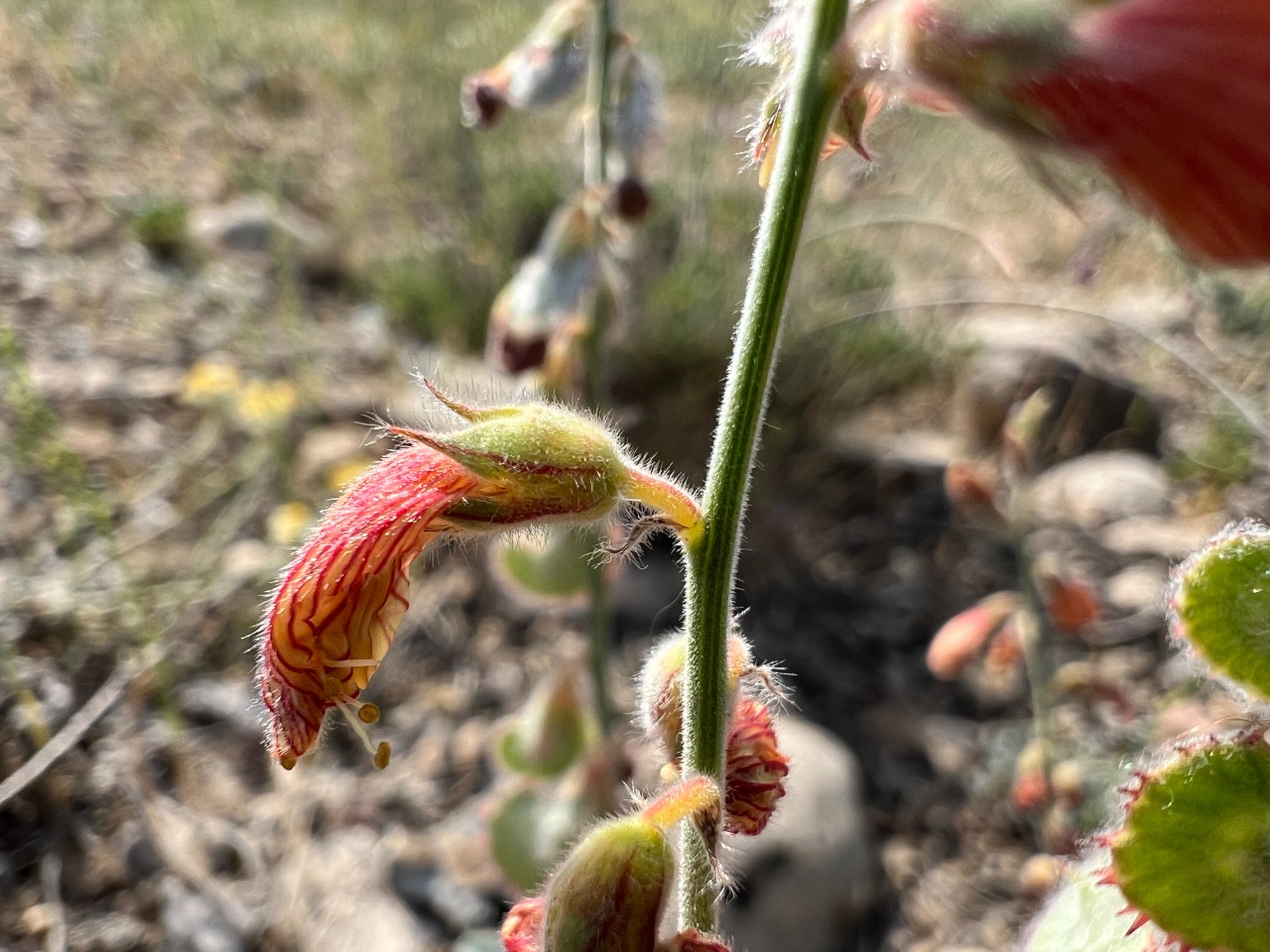 Onobrychis cappadocica