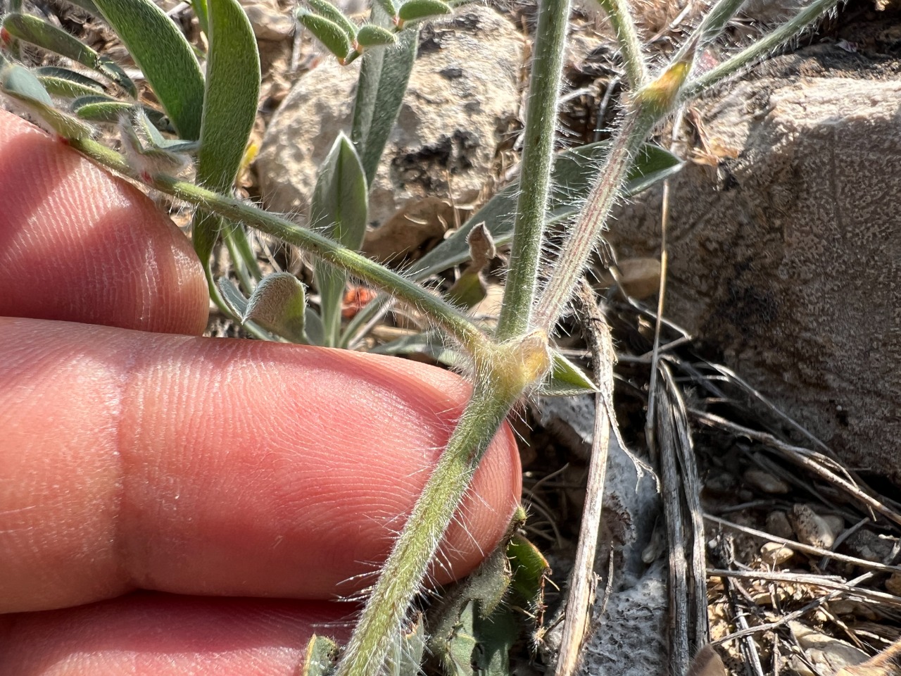 Onobrychis cappadocica