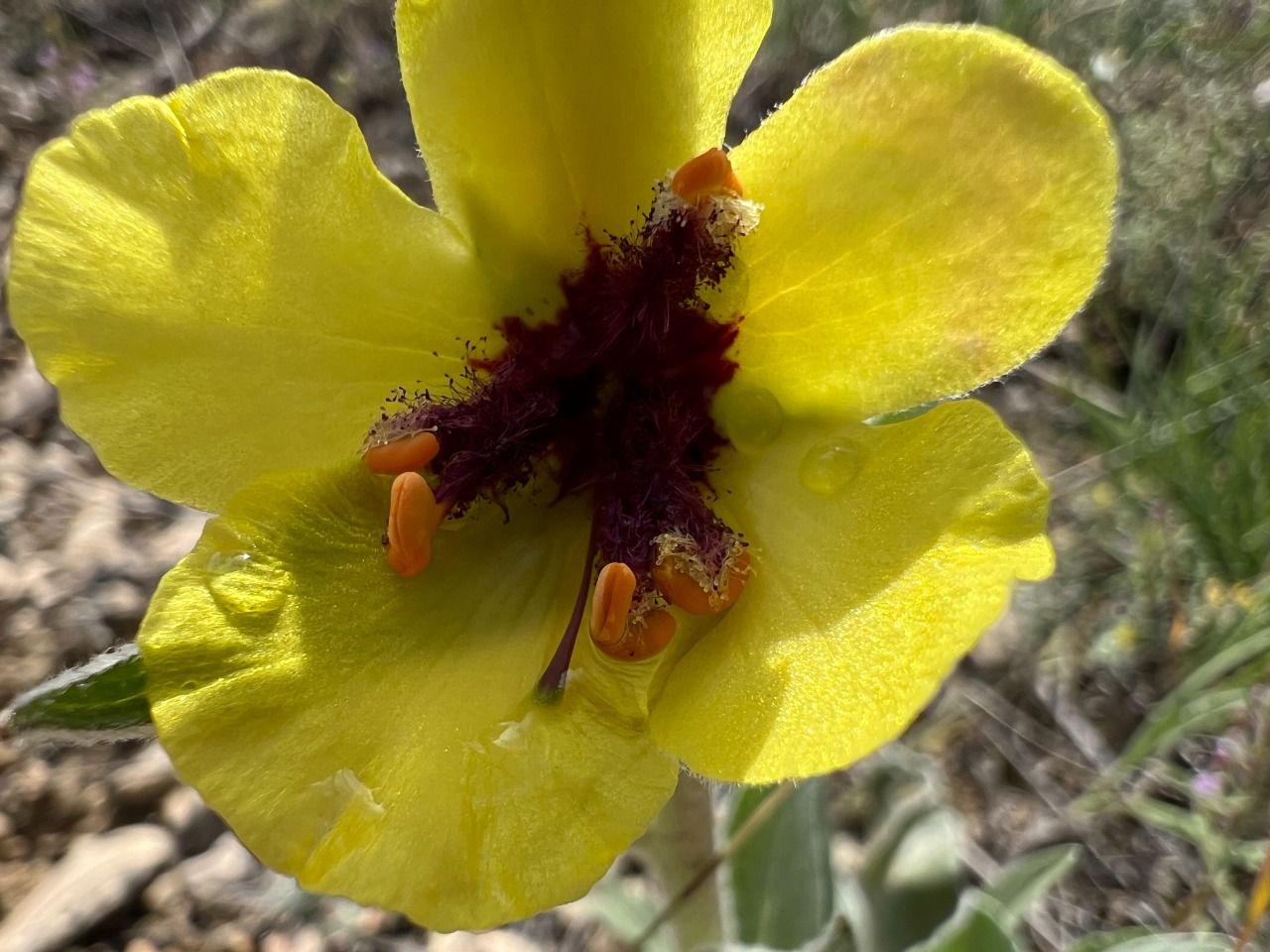 Verbascum urceolatum