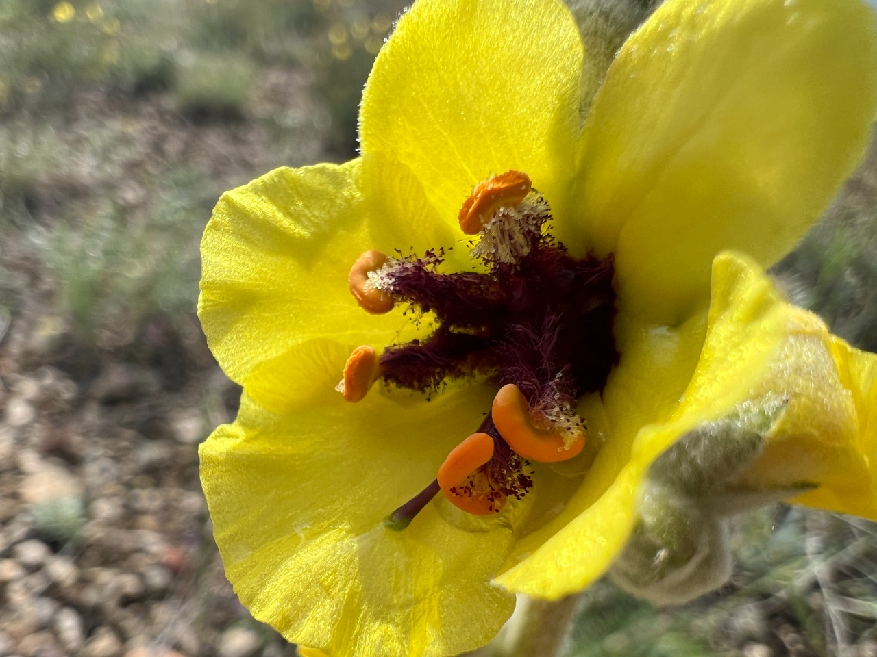 Verbascum urceolatum