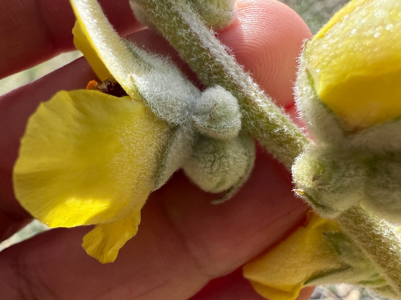 Verbascum urceolatum