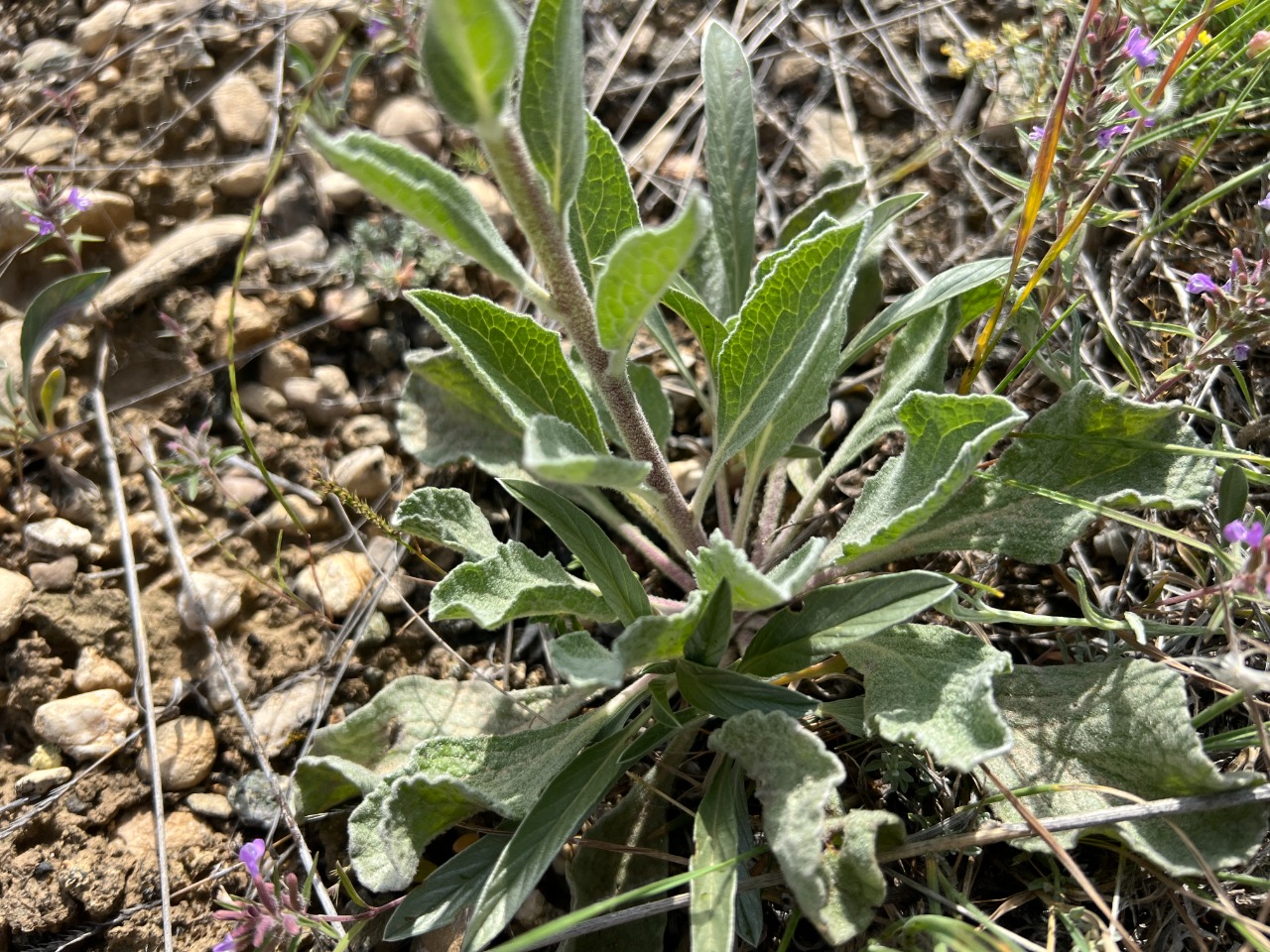 Verbascum urceolatum