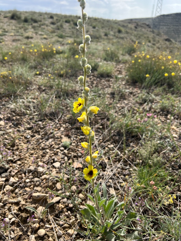 Verbascum urceolatum