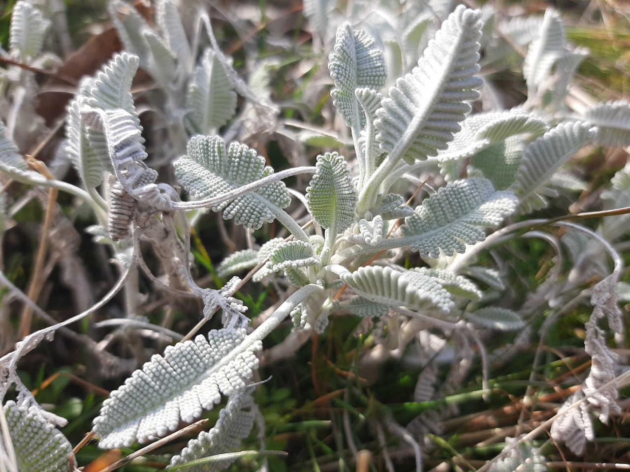 Tanacetum densum subsp. sivasicum