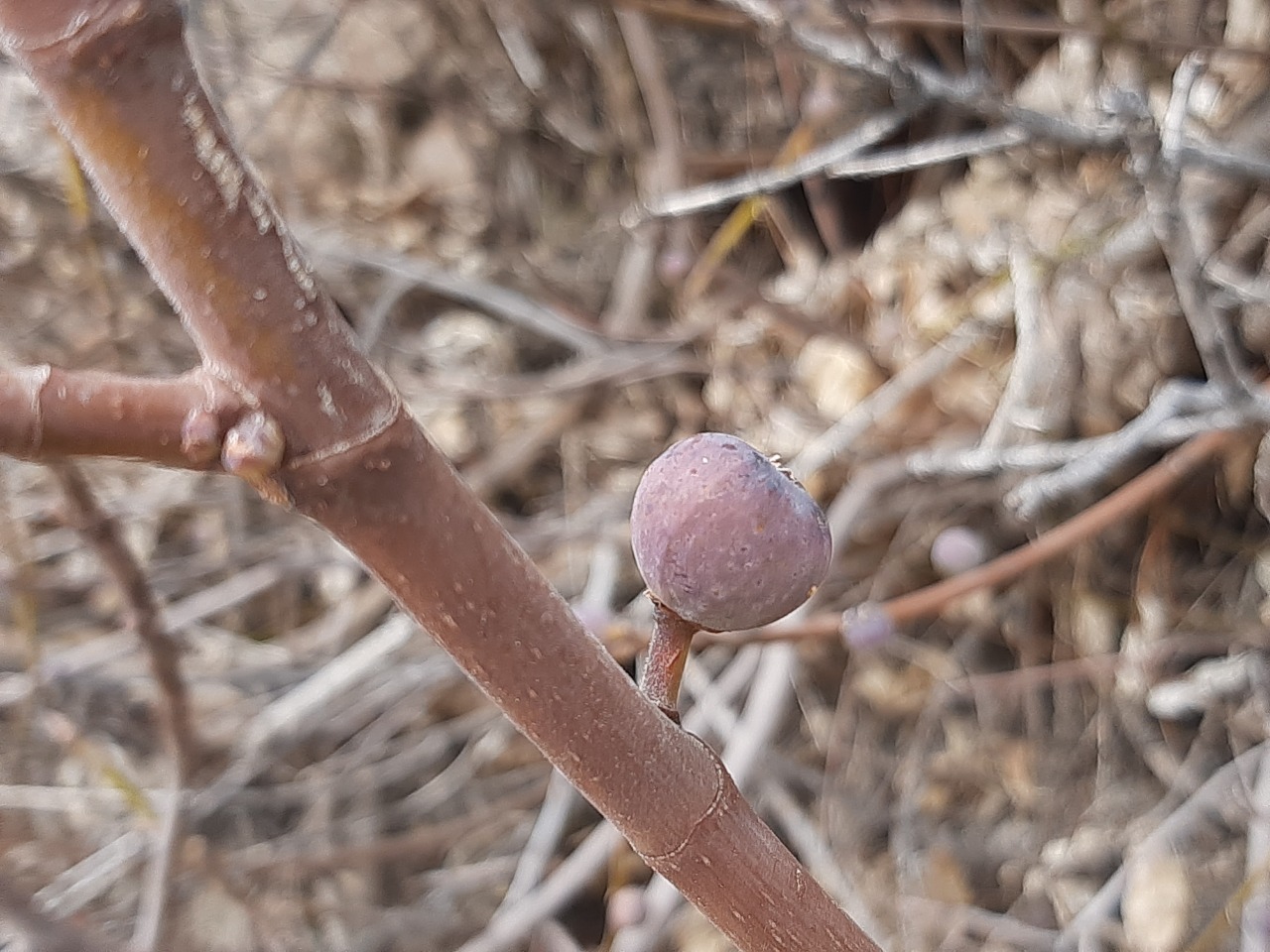 Ficus carica subsp. rupestris