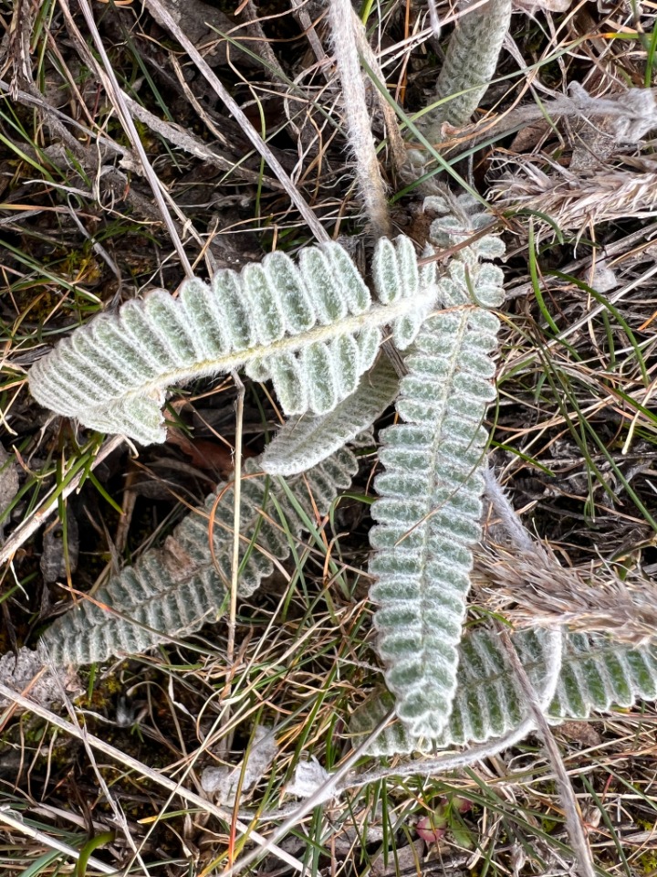 Astragalus cretaceus