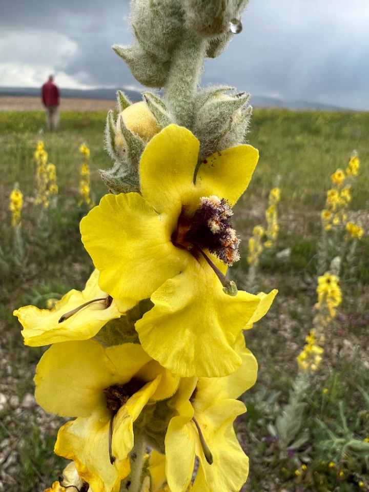 Verbascum vulcanicum