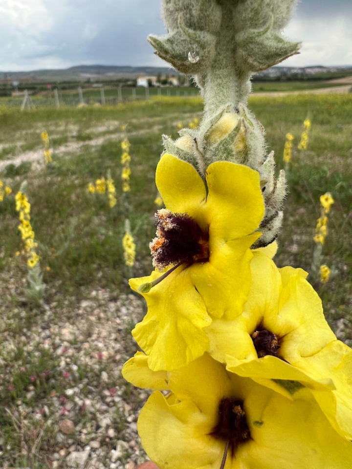 Verbascum vulcanicum