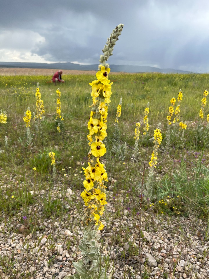 Verbascum vulcanicum