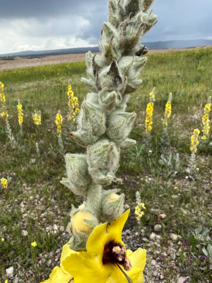 Verbascum vulcanicum