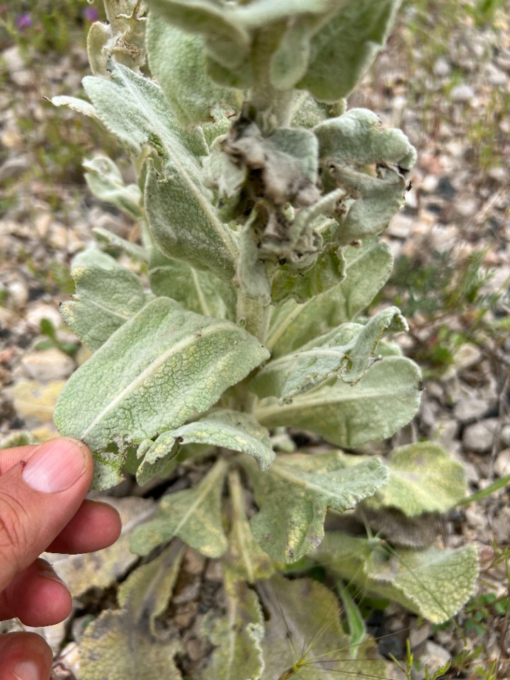 Verbascum vulcanicum