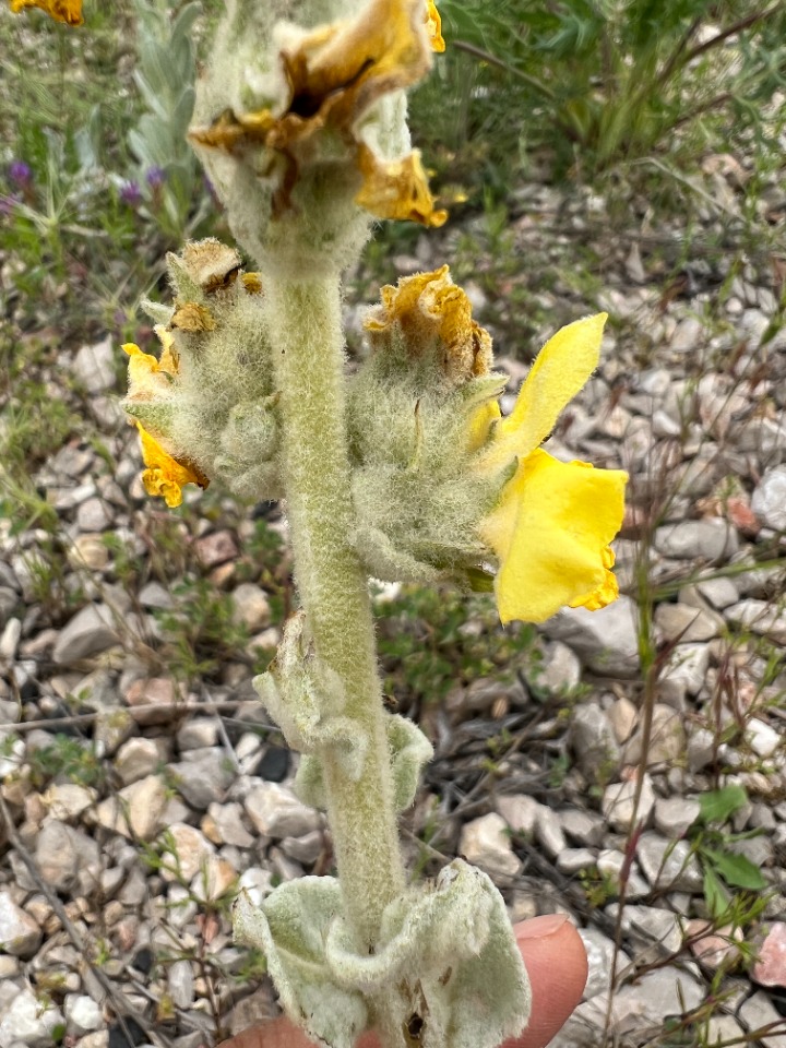 Verbascum vulcanicum