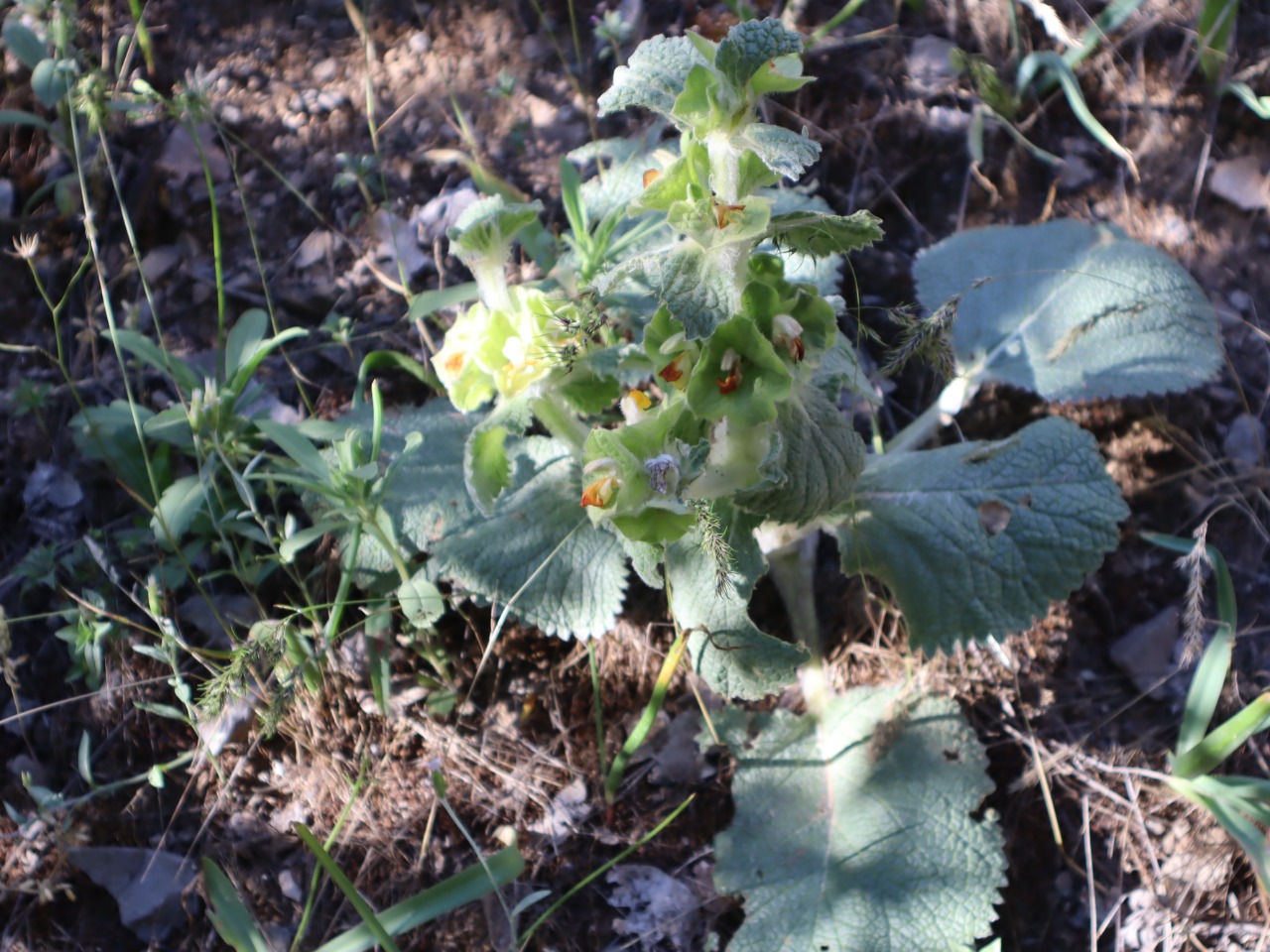 Eremostachys moluccelloides 