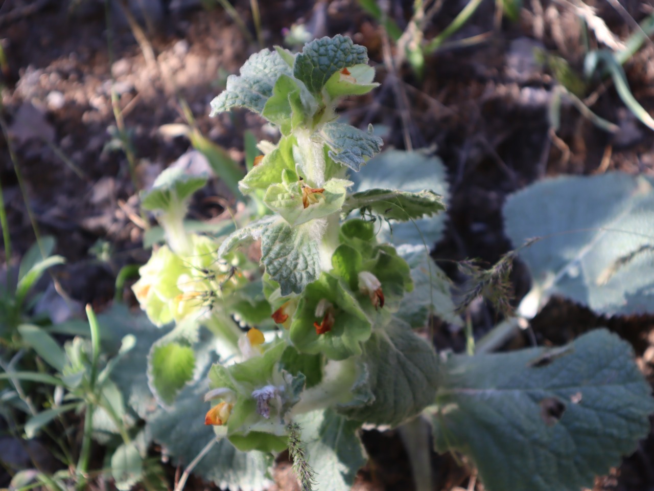 Eremostachys moluccelloides 