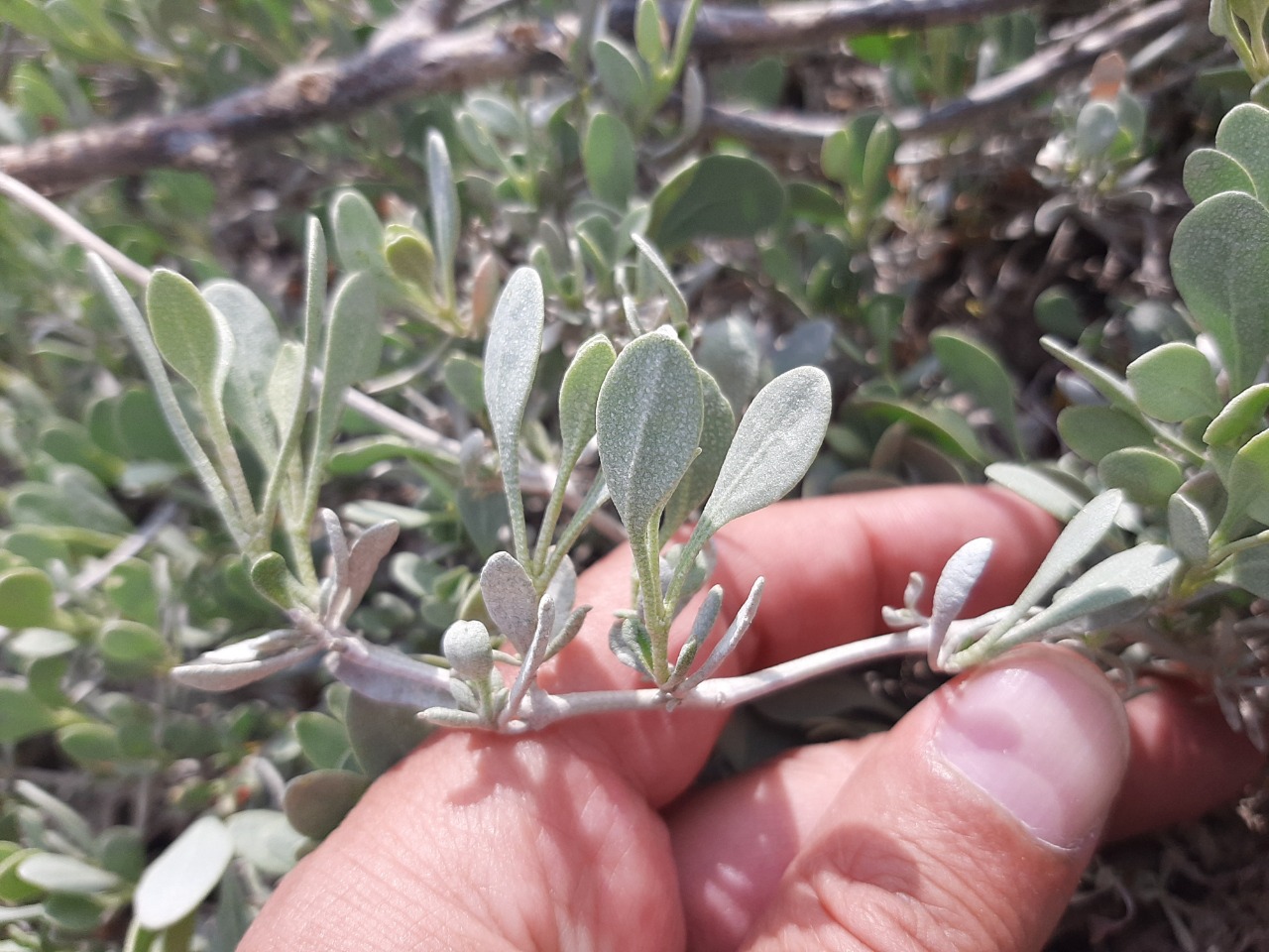 Halimione verrucifera 