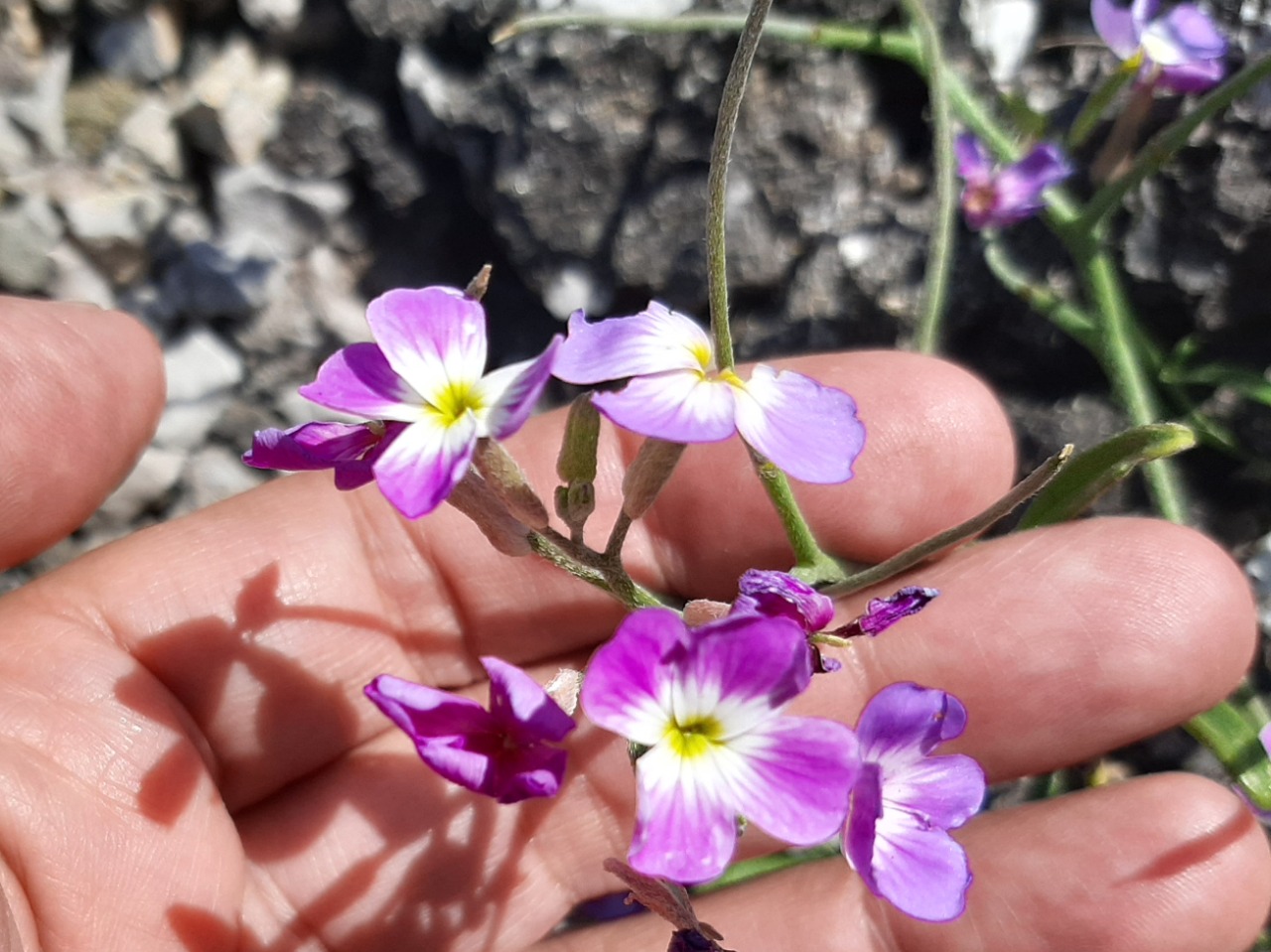 Malcolmia chia 