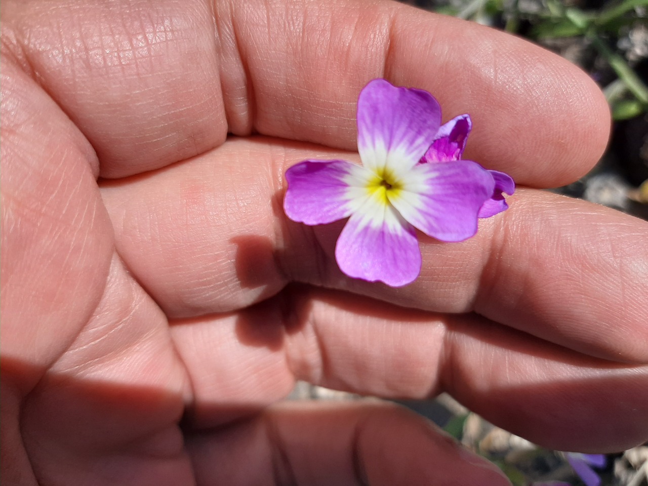 Malcolmia chia 