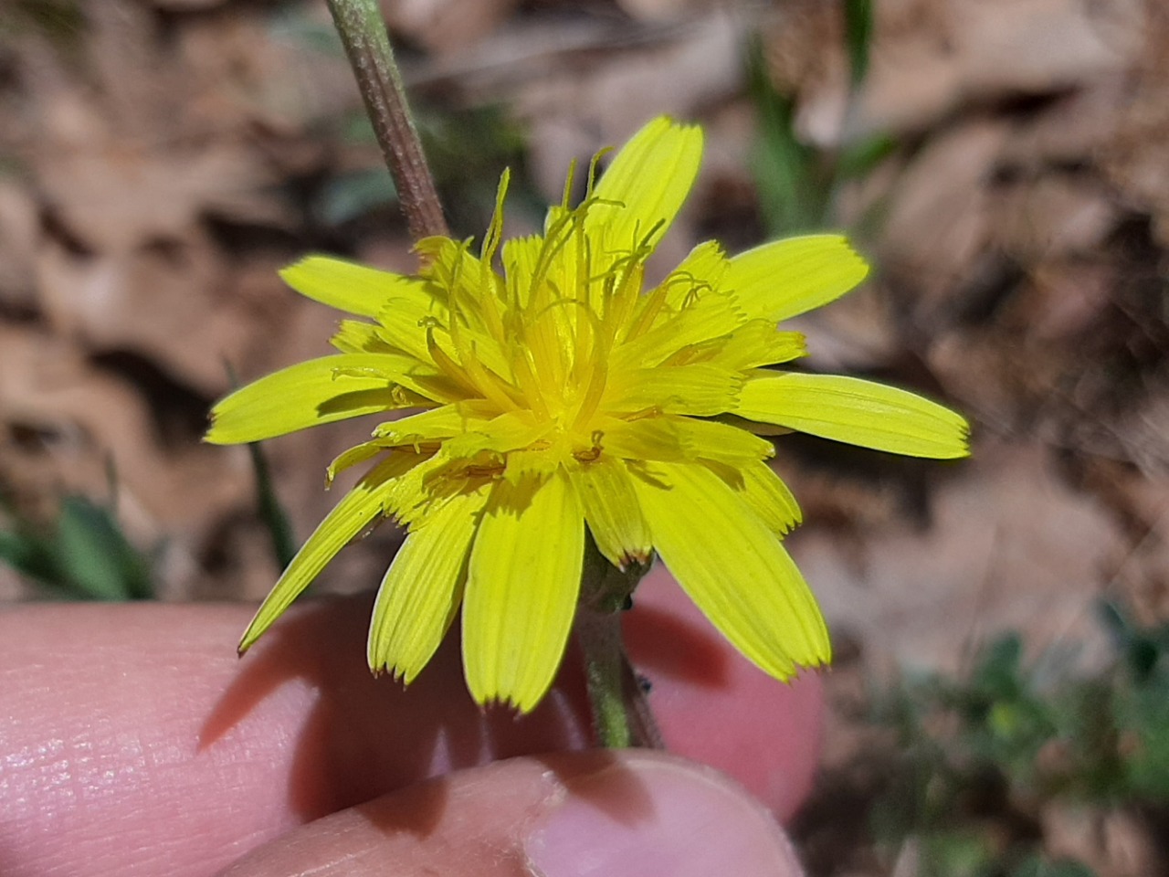 Scorzonera cana 