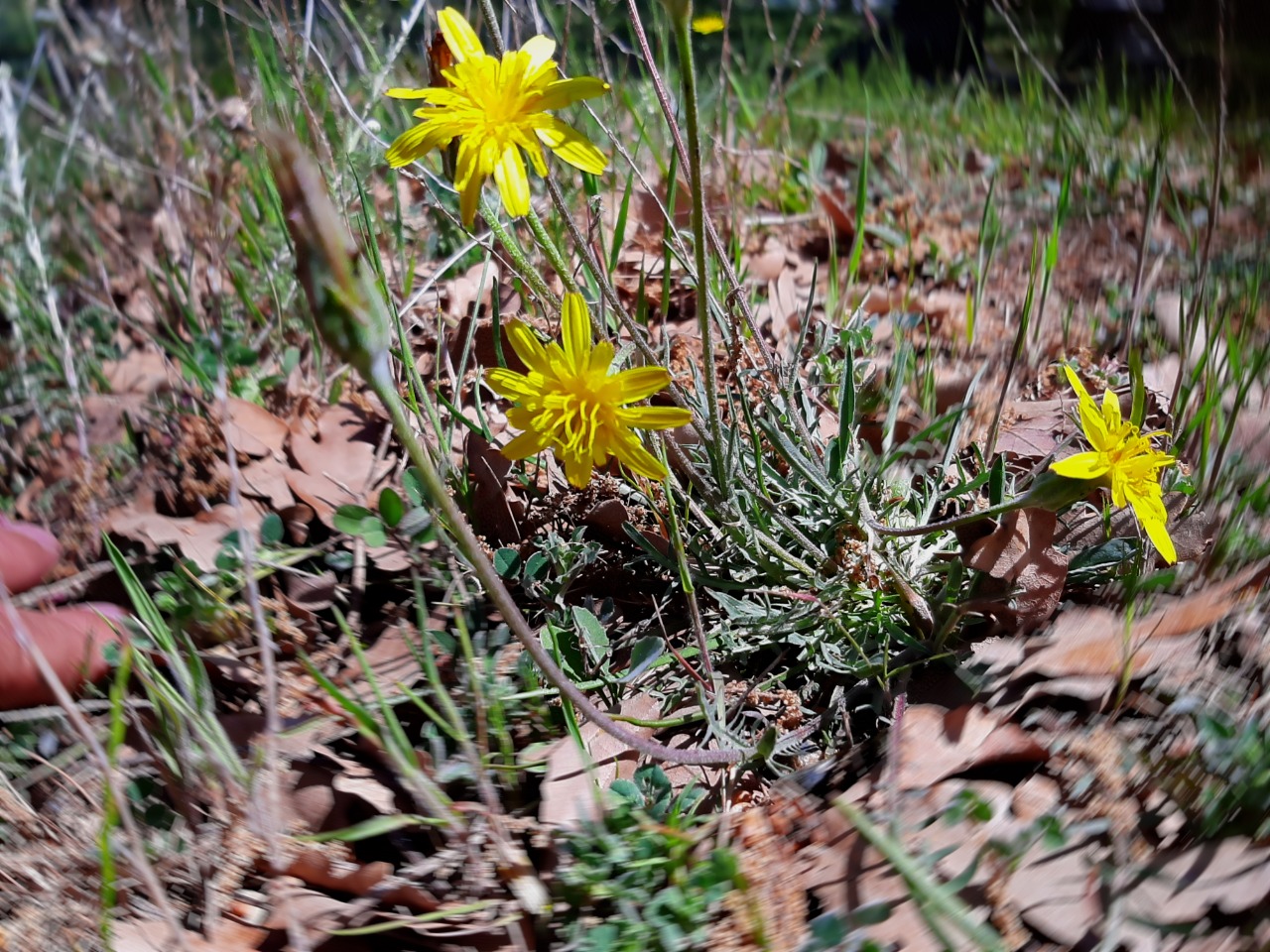 Scorzonera cana 