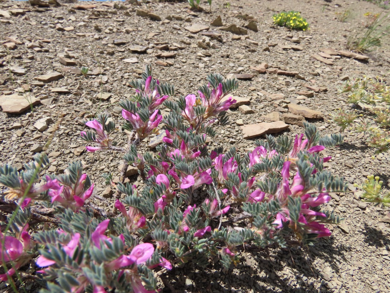Astragalus noaeanus