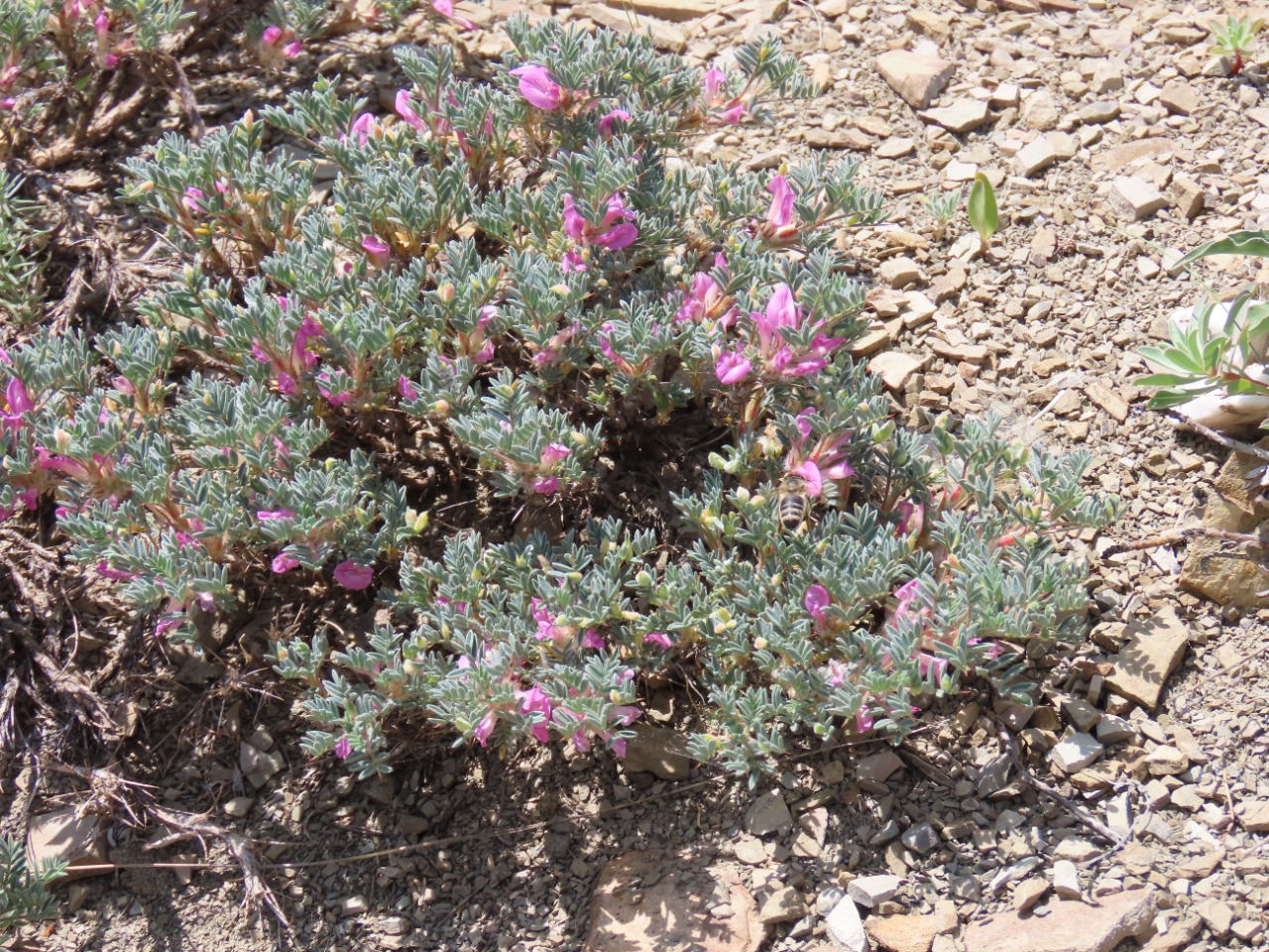 Astragalus noaeanus