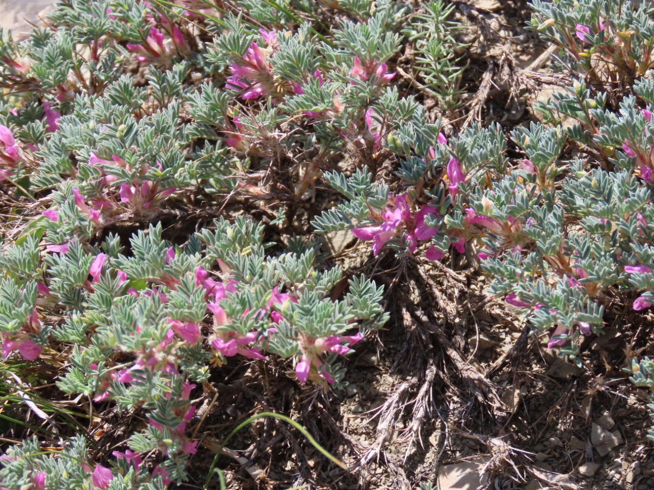 Astragalus noaeanus